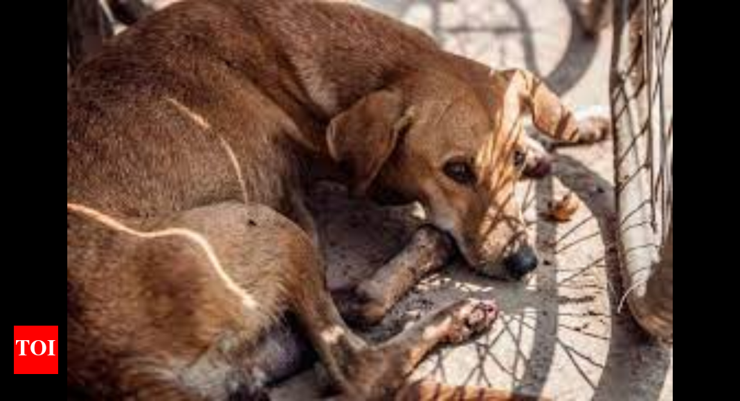 state Has 2nd Highest Stray Dogs In Country' | Bhubaneswar News - Times of India state Has 2nd Highest Stray Dogs In Country' | Bhubaneswar News - Times of India