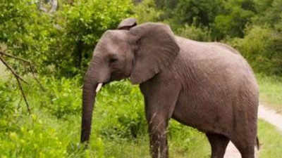 Rare white elephant born in Myanmar: State media