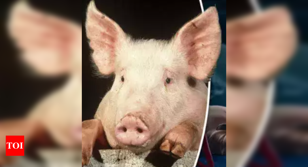 Des scientifiques font revivre des cellules dans les organes de porcs morts