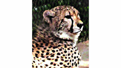 Indian Oil to contribute over Rs 50 crore to cheetah project
