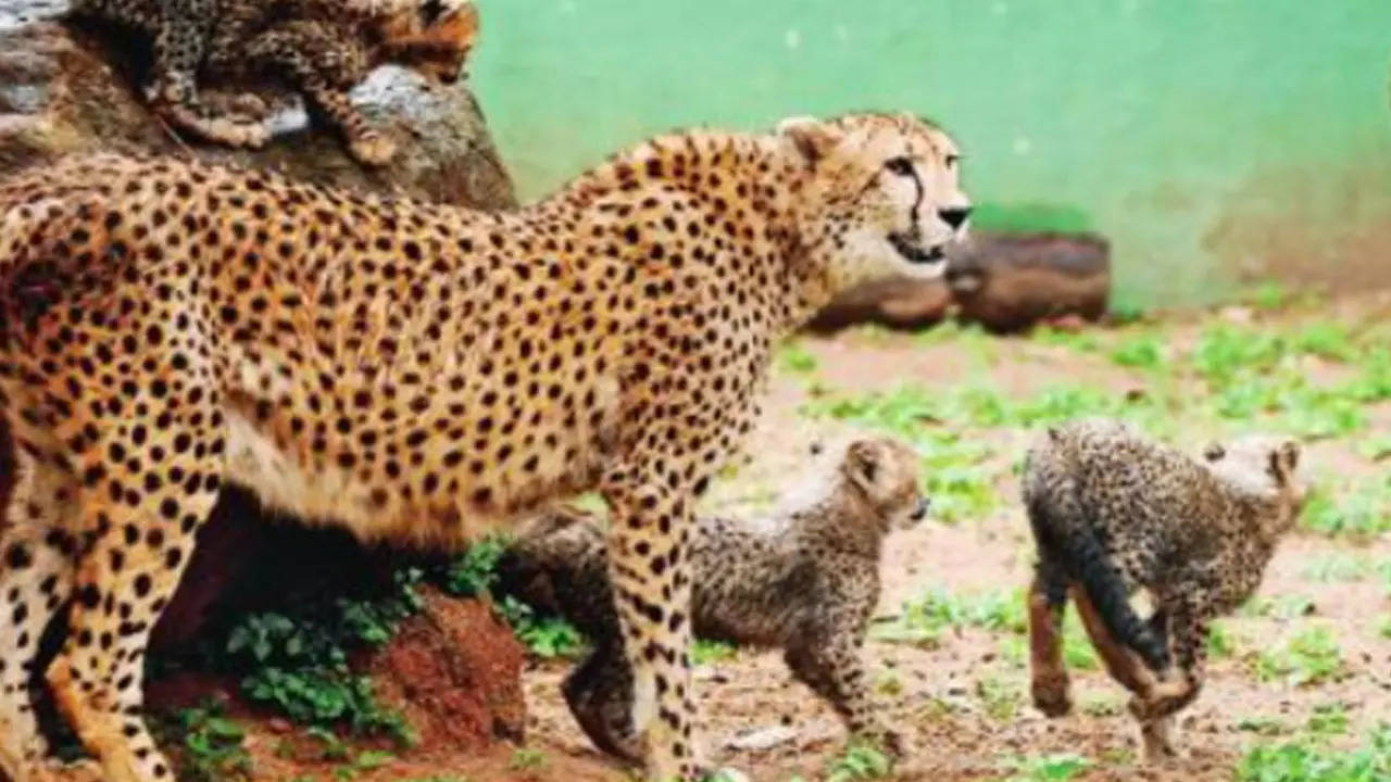 Bringing back cheetahs is fine, but India lacks habitats to support them' |  Ahmedabad News - Times of India