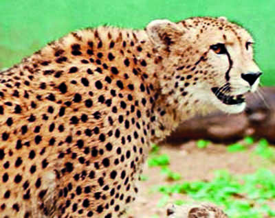 Cheetahs may be introduced in Kuno on August 13