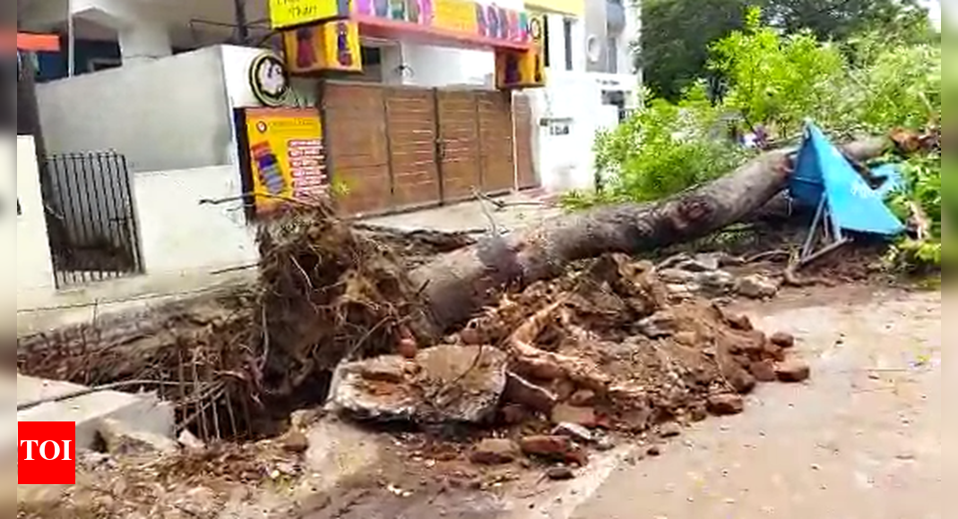 Tree falls due to SWD work in Teynampet | Chennai News - Times of India