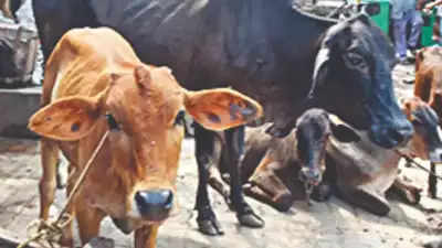 Uttar Pradesh: 61 cows die due to nitrate poisoning in Amroha shelter