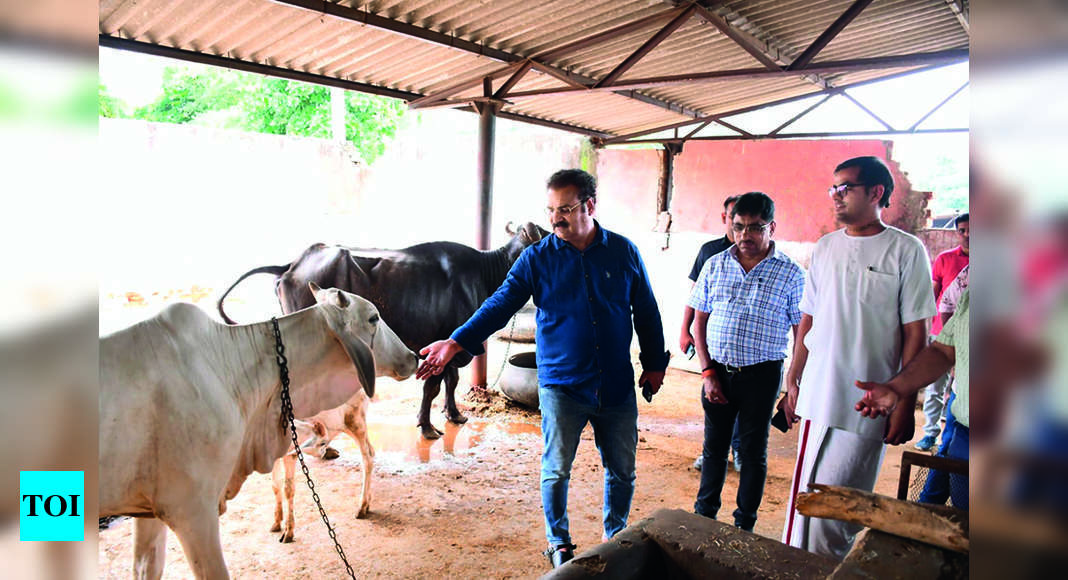 Min, Mayor Visit Hingonia Gaushala | Jaipur News - Times of India