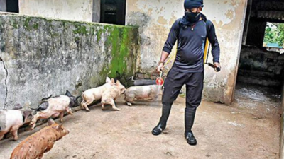 Jharkhand on high alert after pig deaths in Ranchi district | Ranchi News -  Times of India