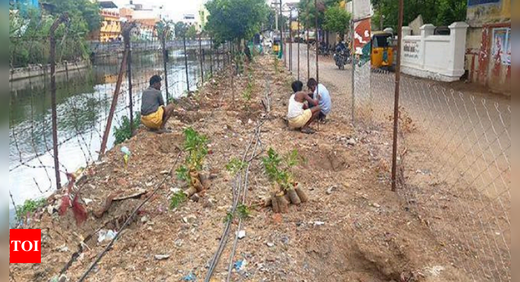 Trichy: Trichy: 600 trees planted to check canal banks' encroachment ...