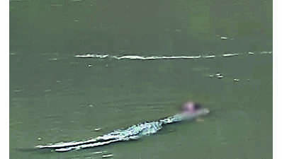 Croc drags man’s body into river