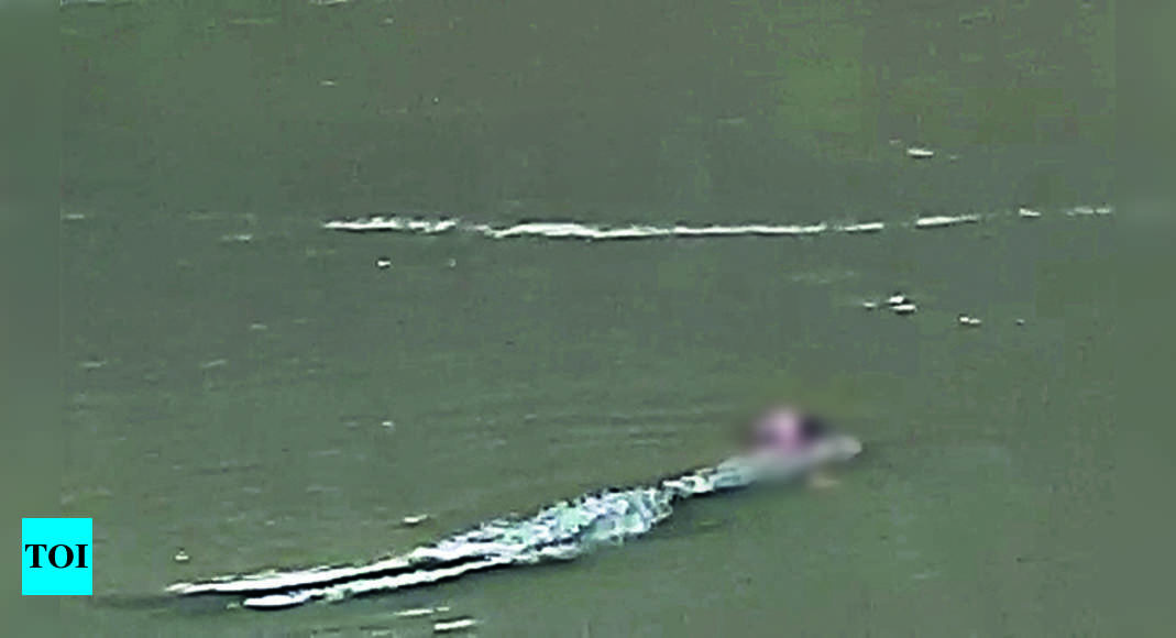 Croc Drags Man’s Body Into River | Vadodara News - Times of India