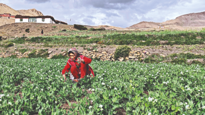 Himachal Pradesh: Natural farming practice makes way to world’s highest village