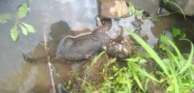 Leopard cub drowns in nullah at Gorewada