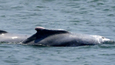 577 pods of dolphins sighted off Kochi: Study