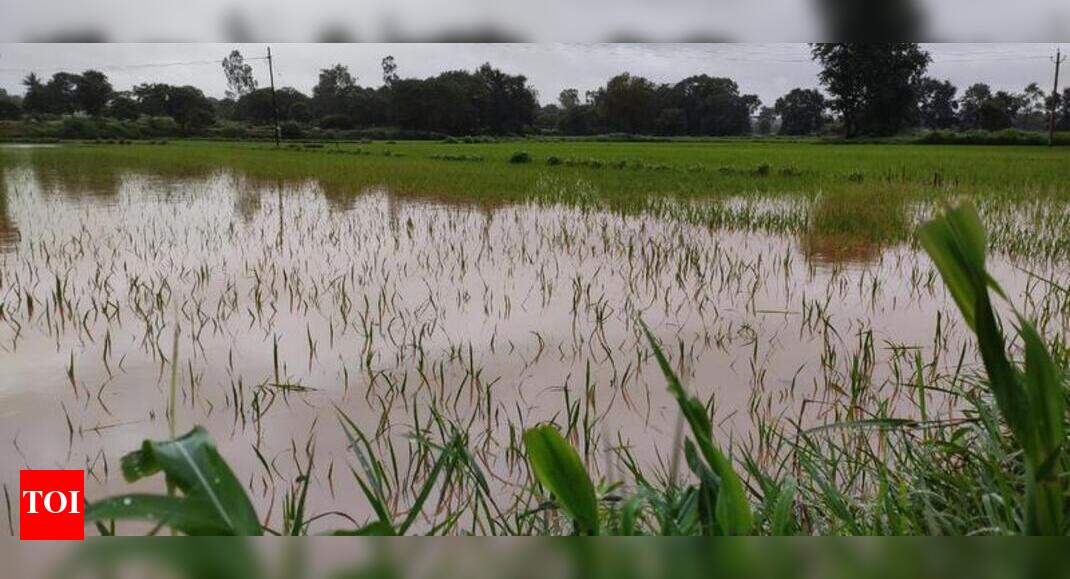 Ballari nala overflows, inundating Basmati paddy fields in Belagavi ...