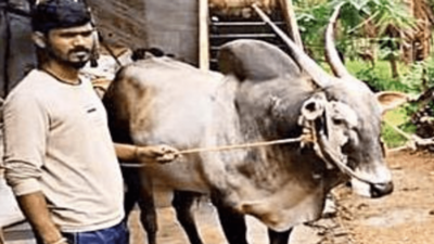 Tamil Nadu farmer buys Karnataka bull for a princely Rs 19 lakh