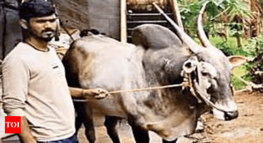 Tamil Nadu farmer buys Karnataka bull for a princely Rs 19 lakh | Mysuru  News - Times of India