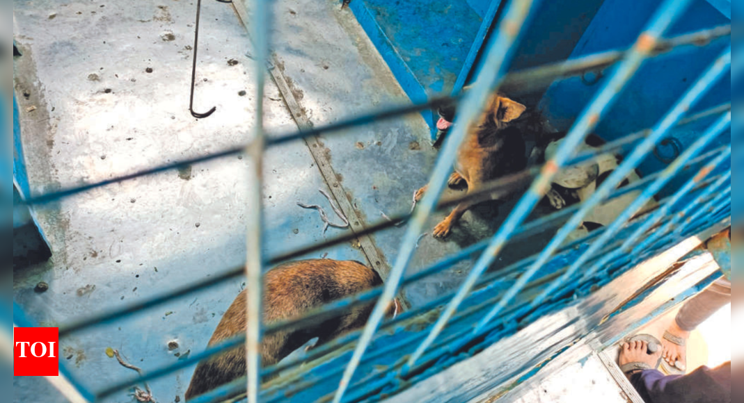 Chennai: Activists slam 'cruel' method of trapping strays with ropes ...