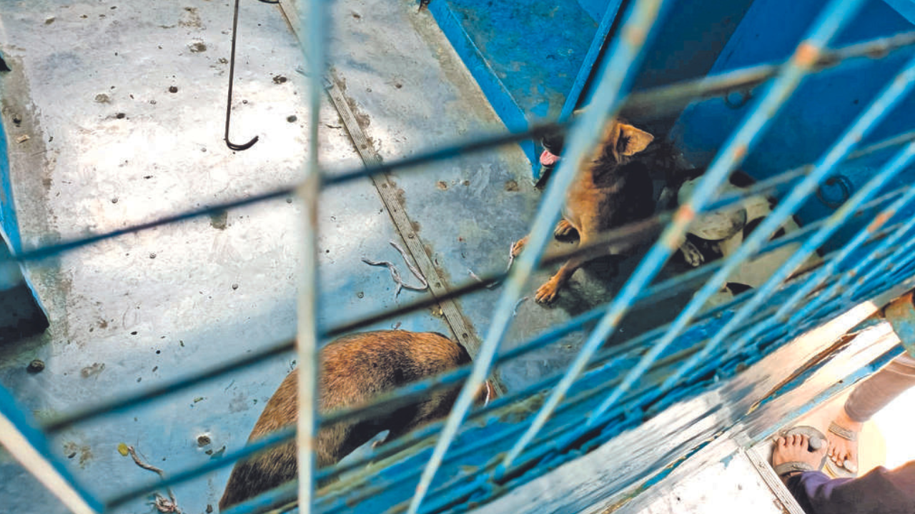 Chennai: Activists slam 'cruel' method of trapping strays with ropes | Chennai News - Times of India Chennai: Activists slam 'cruel' method of trapping strays with ropes | Chennai News - Times of India