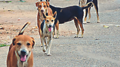 Bhubaneswar to hire private agency for dog sterilisation bid