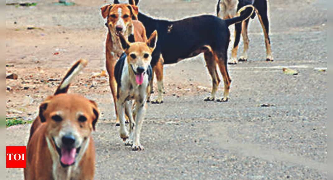 Bhubaneswar to hire private agency for dog sterilisation bid