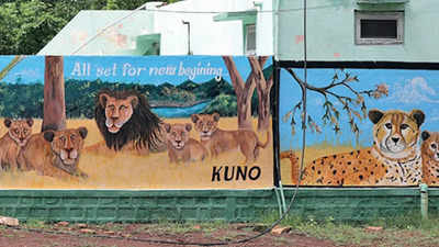 9,000km trip for cheetahs from Africa to cosy Kuno National Park in Madhya Pradesh