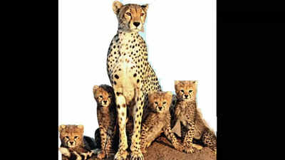 Madhya Pradesh: Tribal eyes & smart tech to protect cheetahs at Kuno National Park