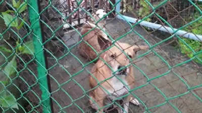 Navi Mumbai: Feeders irked as NMMC catches six sterilized dogs from NRI Complex citing 'dog bites'