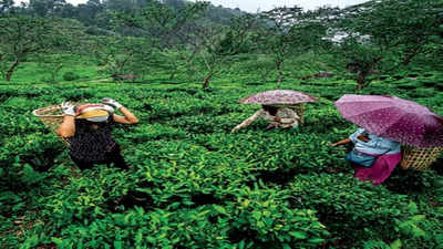 Assam tea workers get wage hike, still behind Kerala & Tamil Nadu