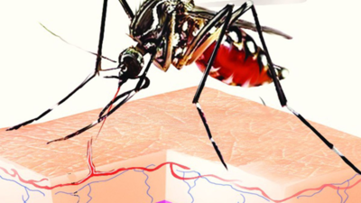 As mosquito numbers rise, Ahmedabad Municipal Corporation warns of dengue spike in September-October