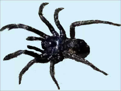 Bengal Scientist finds new spider species, names after Jagadish Bose