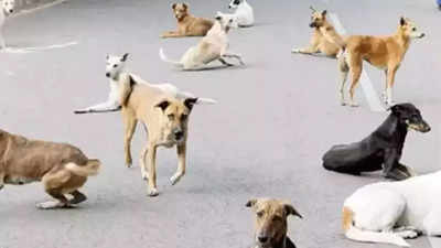 Inspired by 'Dogmother' Pratima Devi, Tawang to build shelter to check dog menace