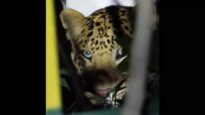 Uttarakhand: Panic in Kashipur as leopard breaks free from cage