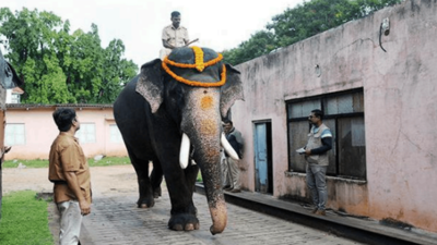 3 New Tuskers To Be Trained To Carry Golden Howdah | Mysuru News ...