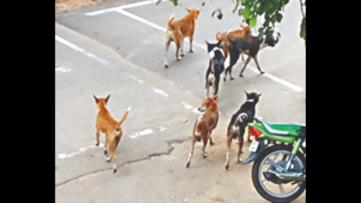 Bhubaneswar: Drive to remove strays near Independence-Day parade venue