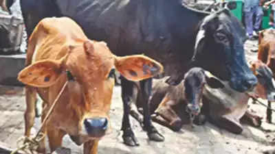 'Over 2,100 cattle died, 60,000 affected by lumpy skin disease in Punjab so far'