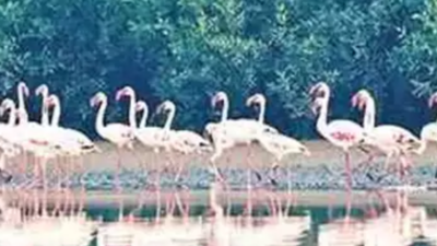 Ramsar tag for Thane Creek Flamingo sanctuary