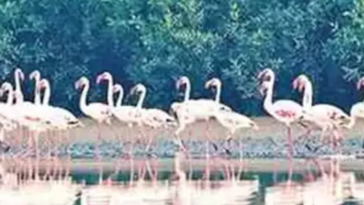 Ramsar tag for Thane Creek Flamingo sanctuary | Navi Mumbai News