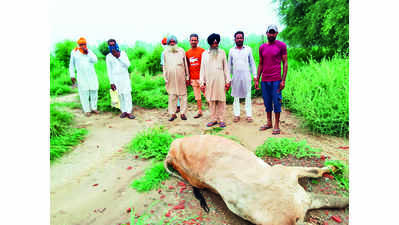 LSD kills cattle, disposing of carcasses trouble for villages