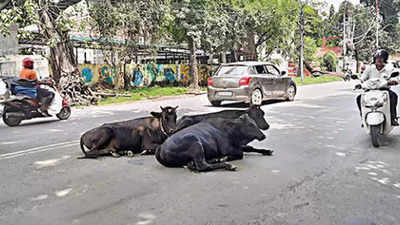 Shelters full, stray cows now wander into busy roads in Dehradun