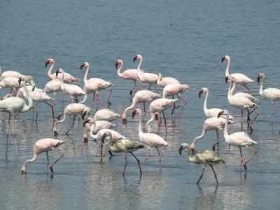 Thane Creek becomes India’s first Ramsar site within a metropolis