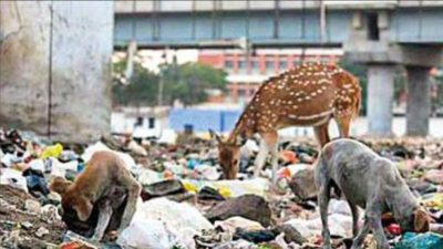 'Chennai's forest department has no funds to curb man-animal conflict in urban areas'
