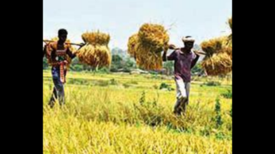 Odisha high court junks appeals on middlemen removalin paddy purchase