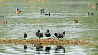 Gurugram: To attract birds, 40 groves at Sultanpur National park by November