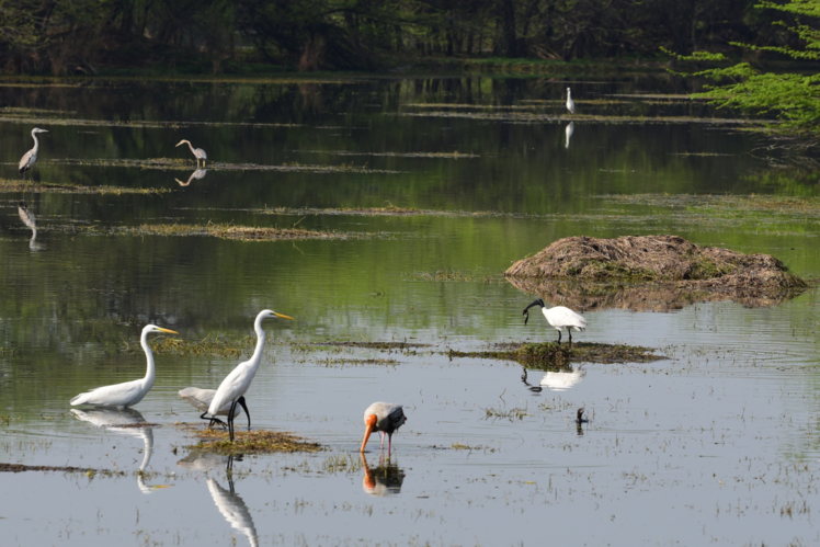 Explore wildlife sanctuaries