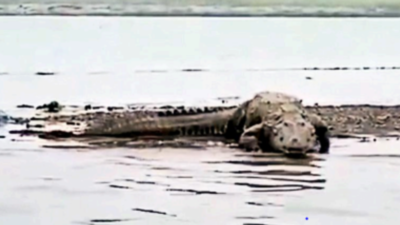 Ghaziabad: Villagers living by flooded Yamuna in Loni find a crocodile basking on sand - on two days