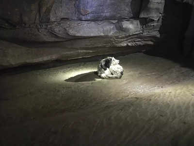 Dog, missing 2 months, found alive inside Missouri cave