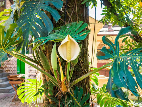 VIRAL: All you need to know about Monstera Deliciosa fruit, its benefits  and how to eat it | The Times of India