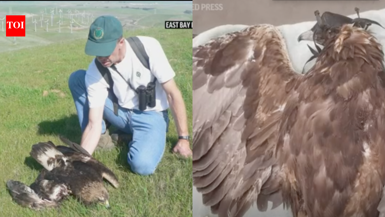 US: Golden eagles on the edge of decline as threat looms due to wind ...