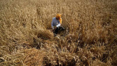 Govt projects record foodgrain production, lower wheat output in 2021-22 crop year