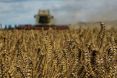 Wheat production to fall by 3%, but grain output to hit new high