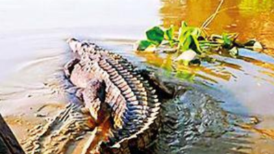 Bihar: Rare crocodile spotted near Sultanganj